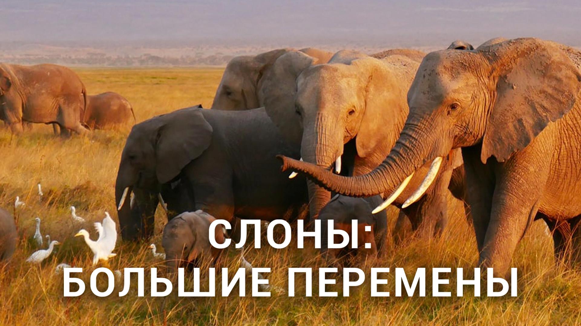 Слоны: большие перемены