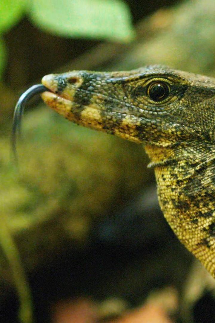 Уединённая жизнь полосатого варана. Индонезия