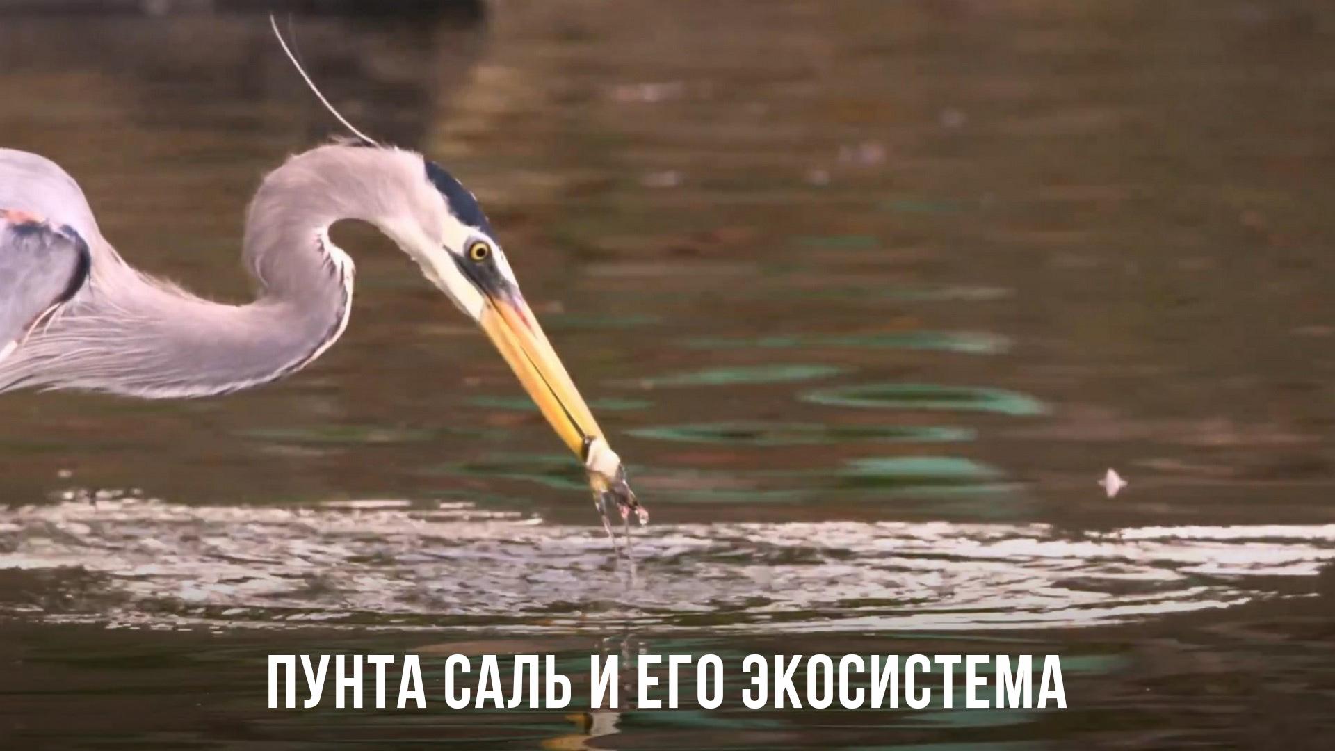 Пунта Саль и его экосистема