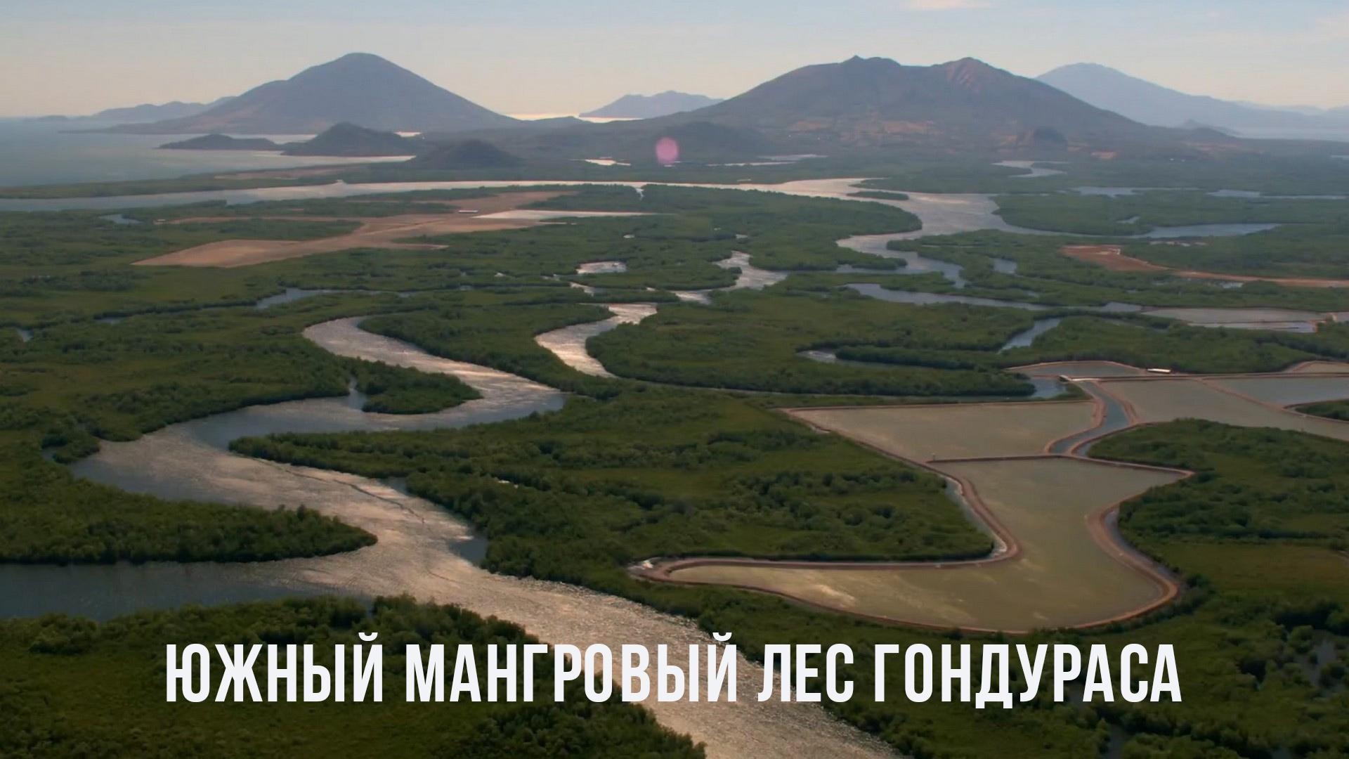 Южный мангровый лес Гондураса