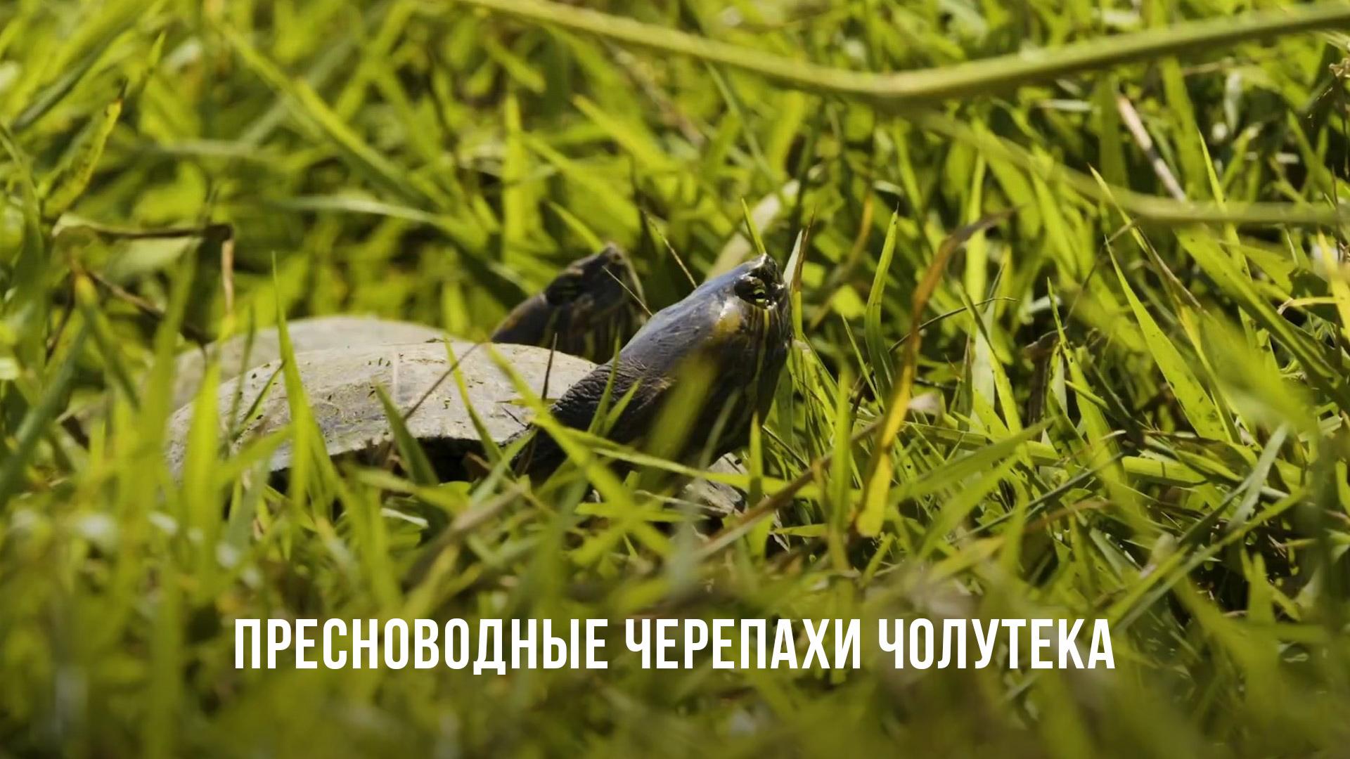 Пресноводные черепахи Чолутека