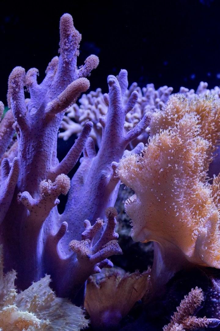 Мимикрия ложных древесных кораллов