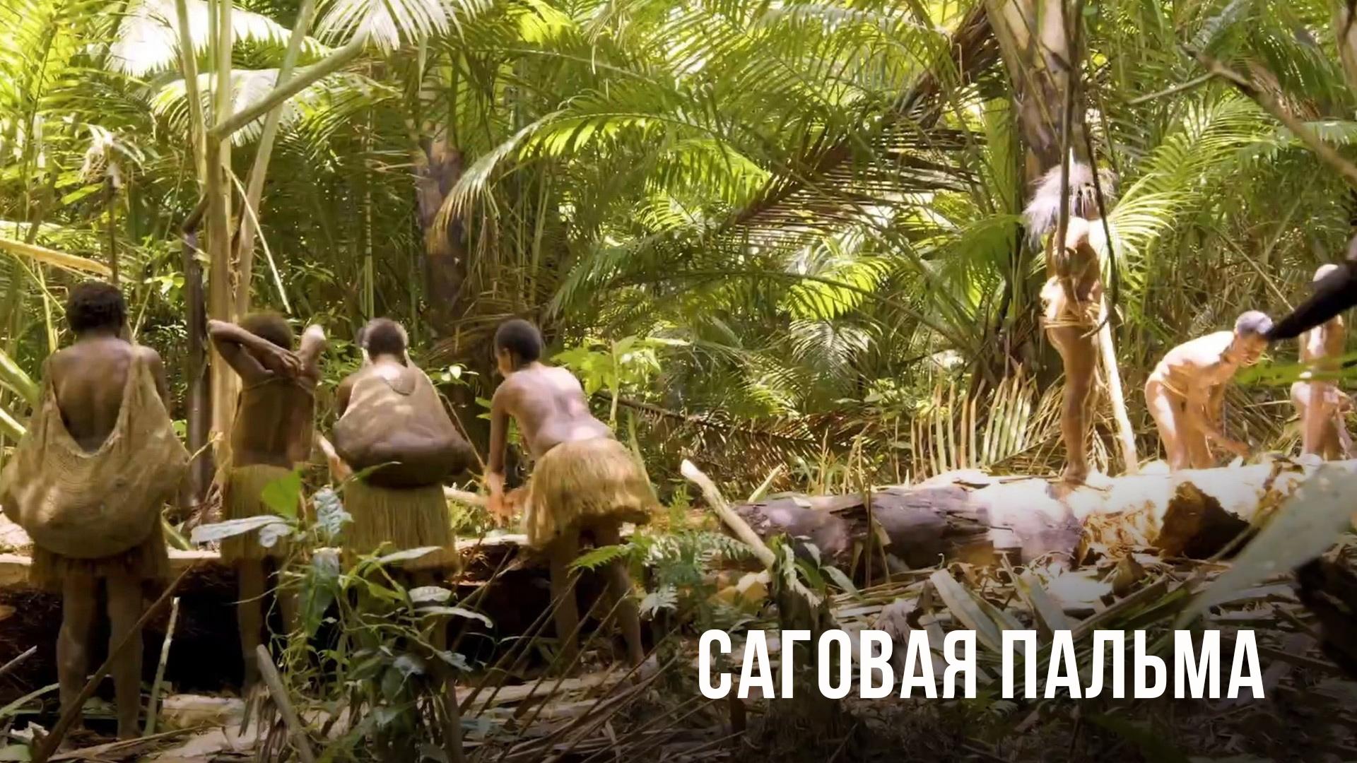 Саговая пальма