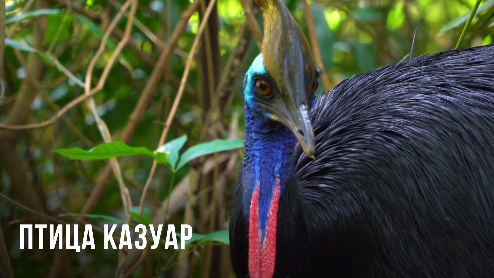 Птица казуар