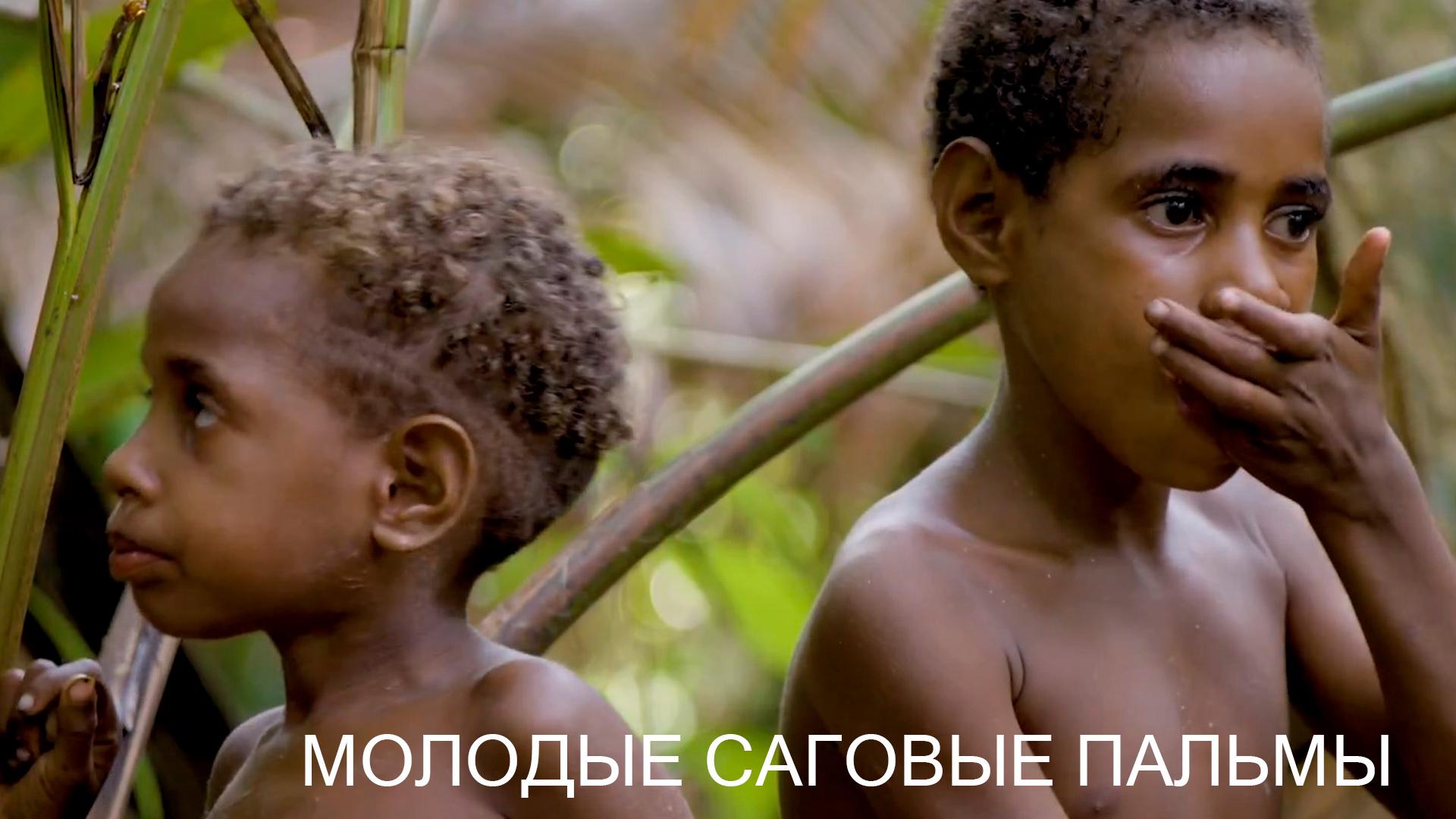 Молодые саговые пальмы