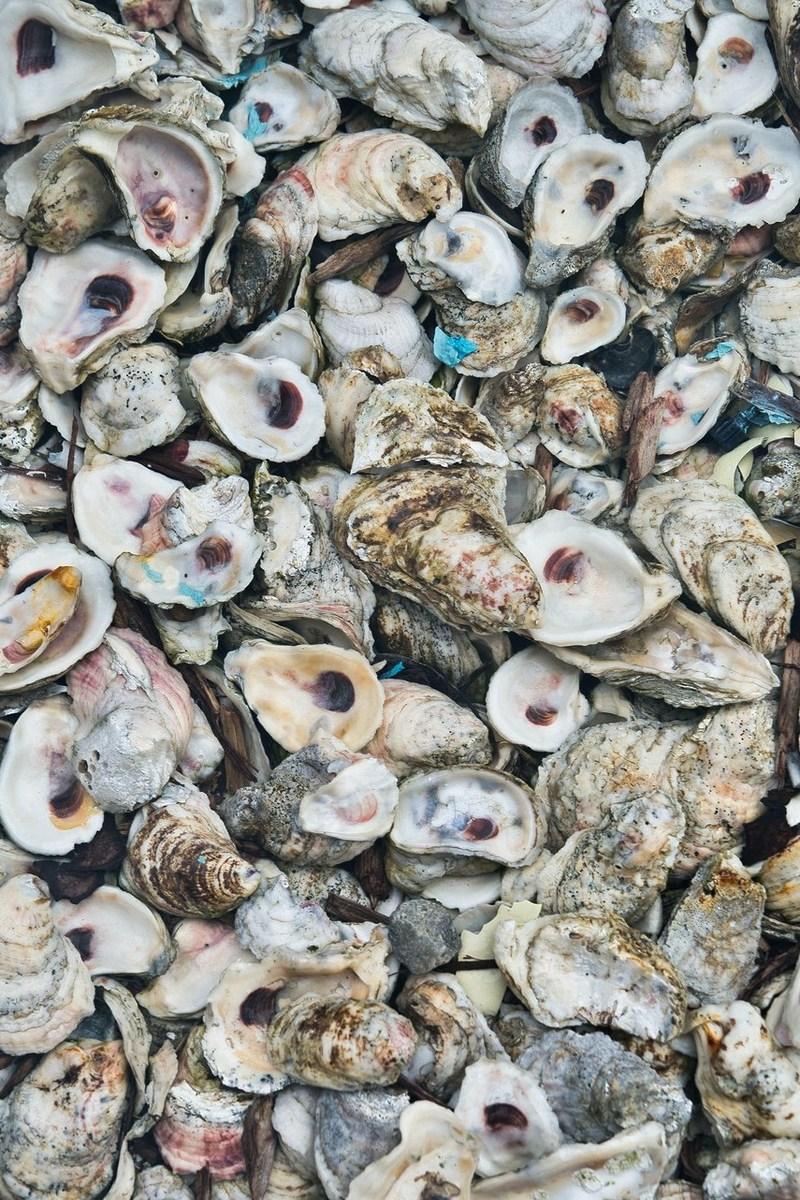 Устрицы Лёката