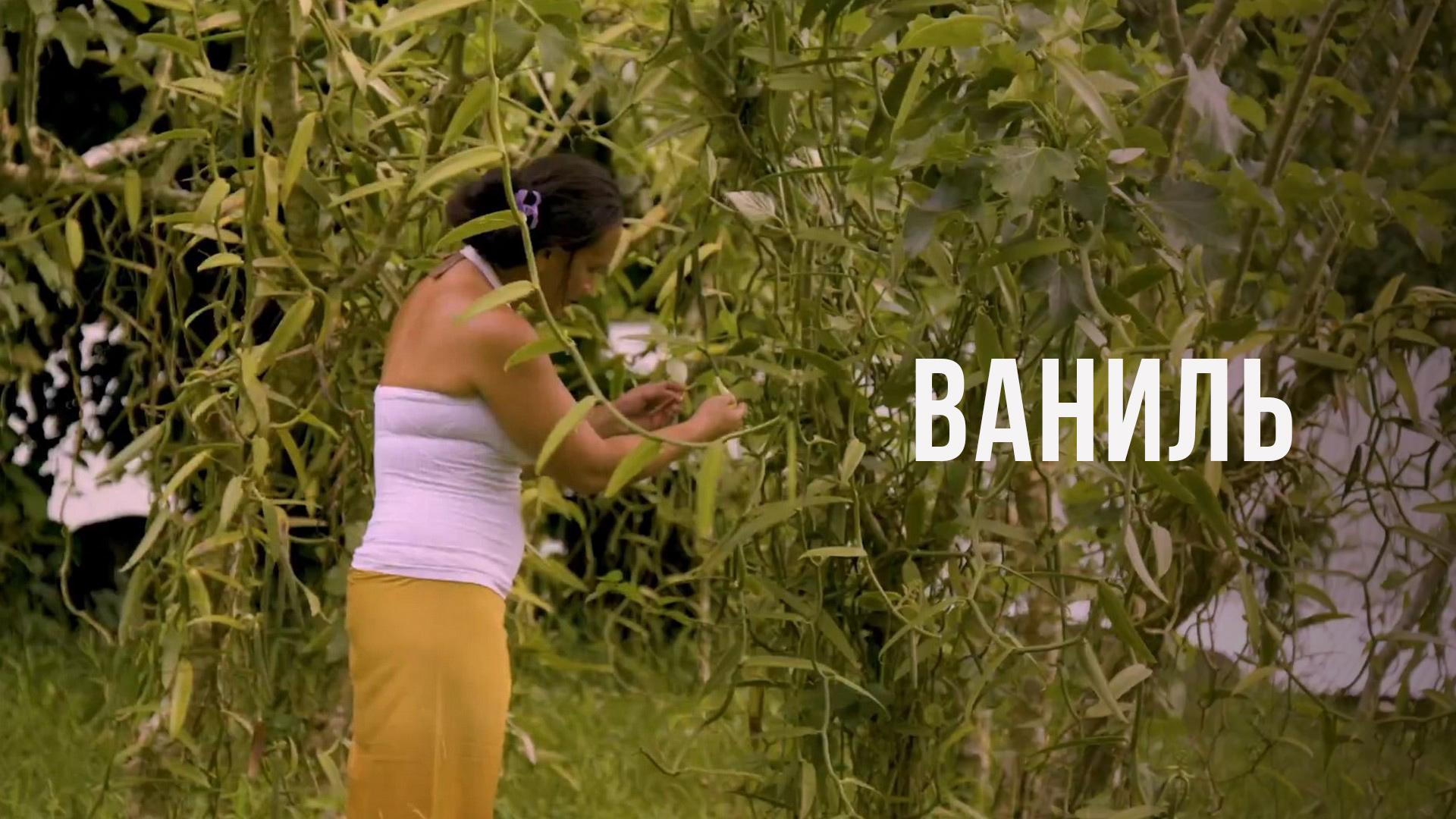 Ваниль