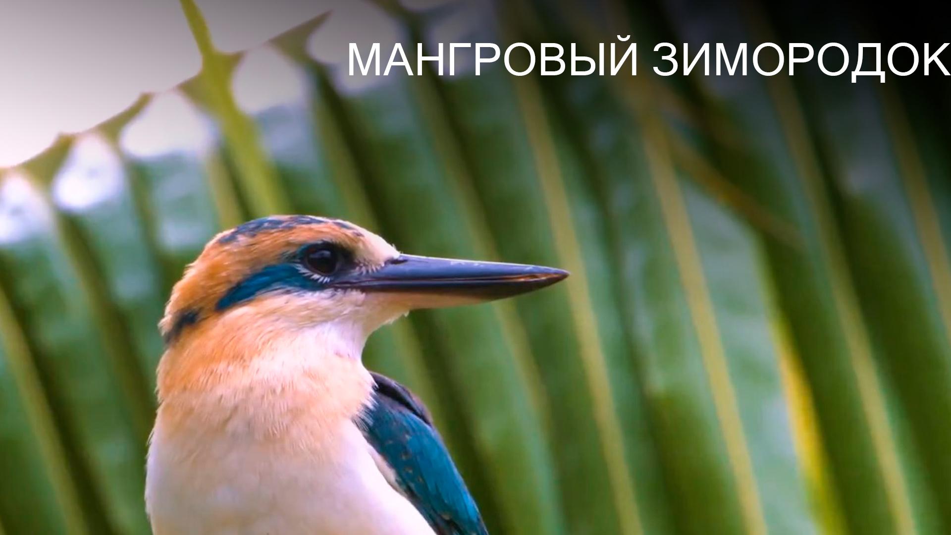 Мангровый зимородок