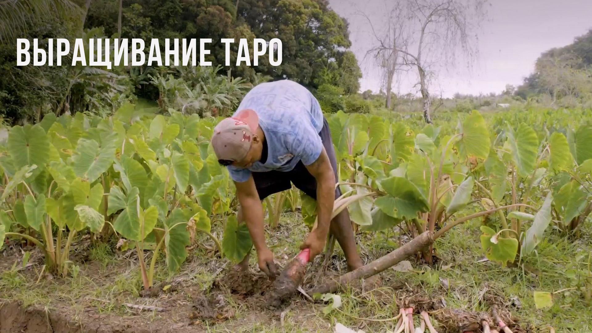 Выращивание таро