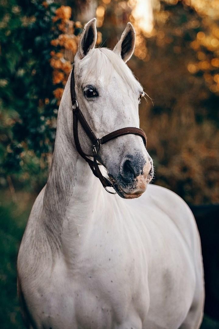 Коневодческие фермы Нормандии