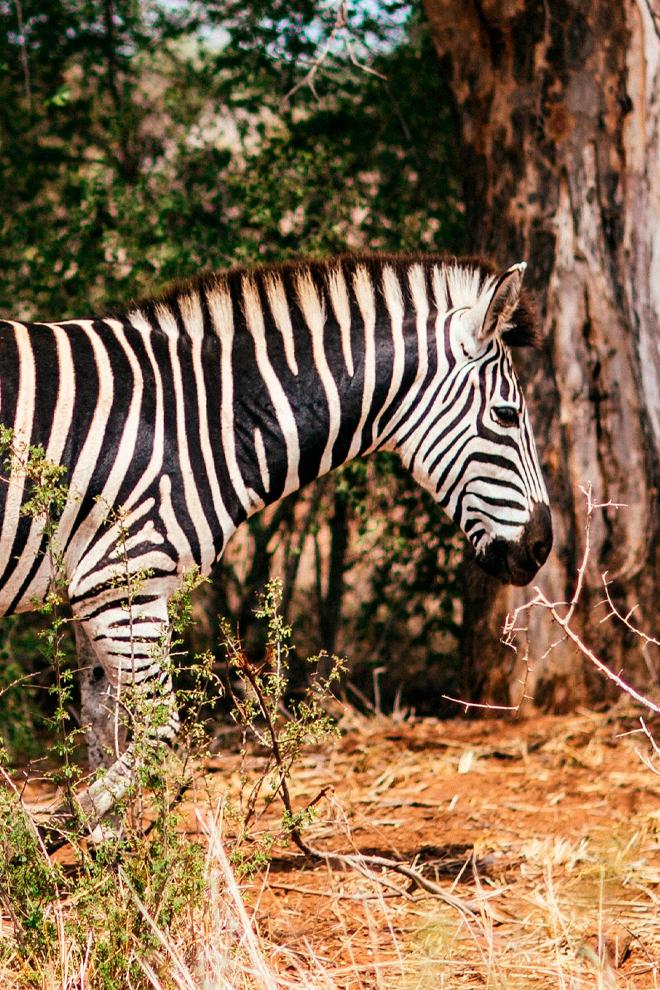 Африка. Фауна