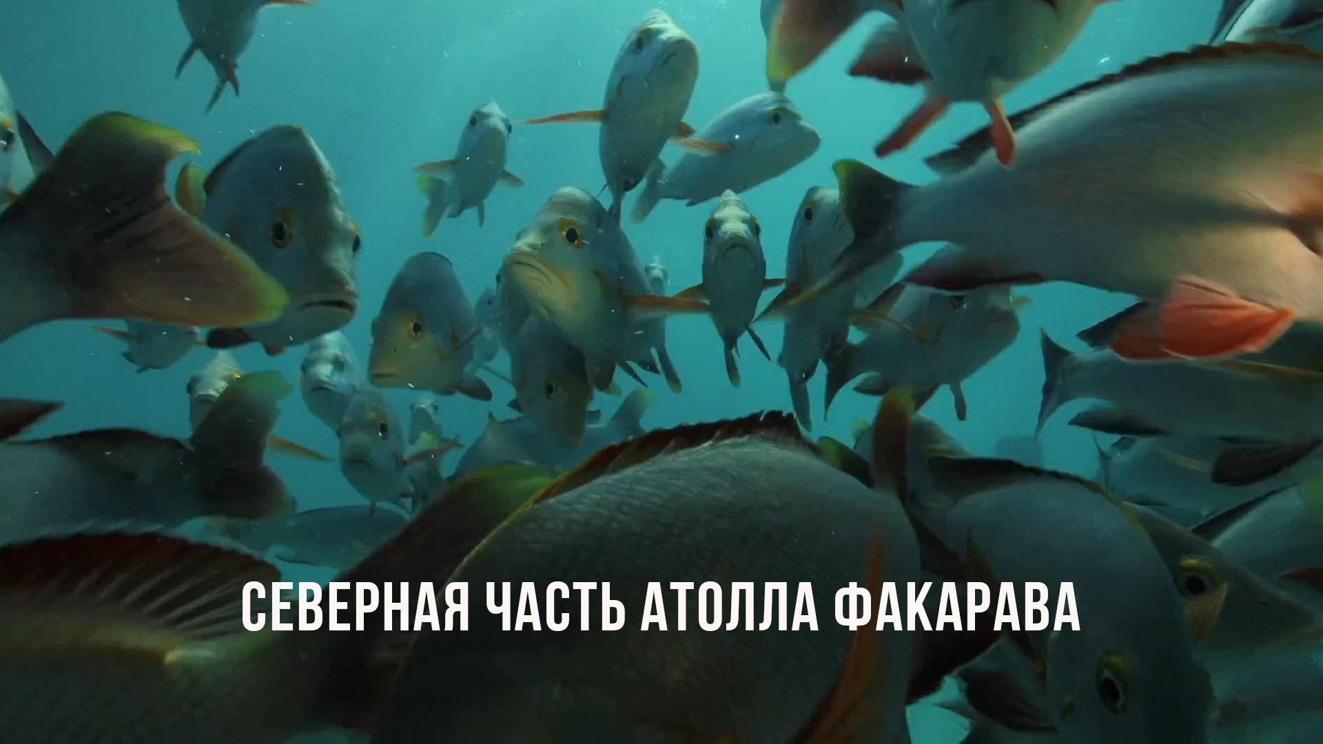 Северная часть атолла Факарава