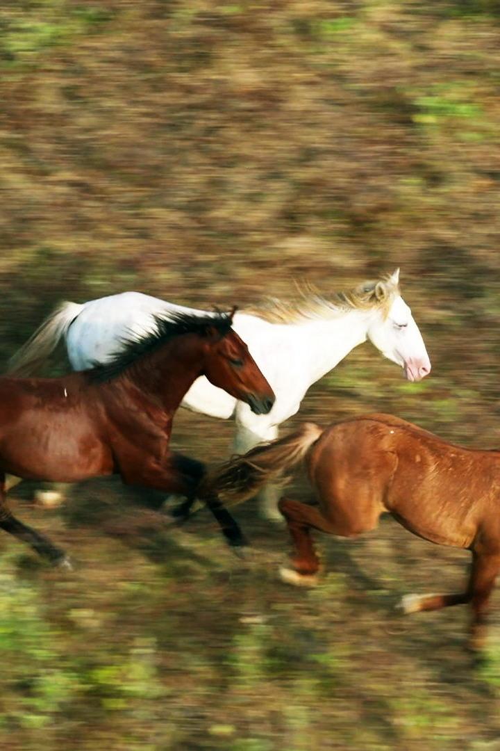 Полудикие лошади Маркизских островов