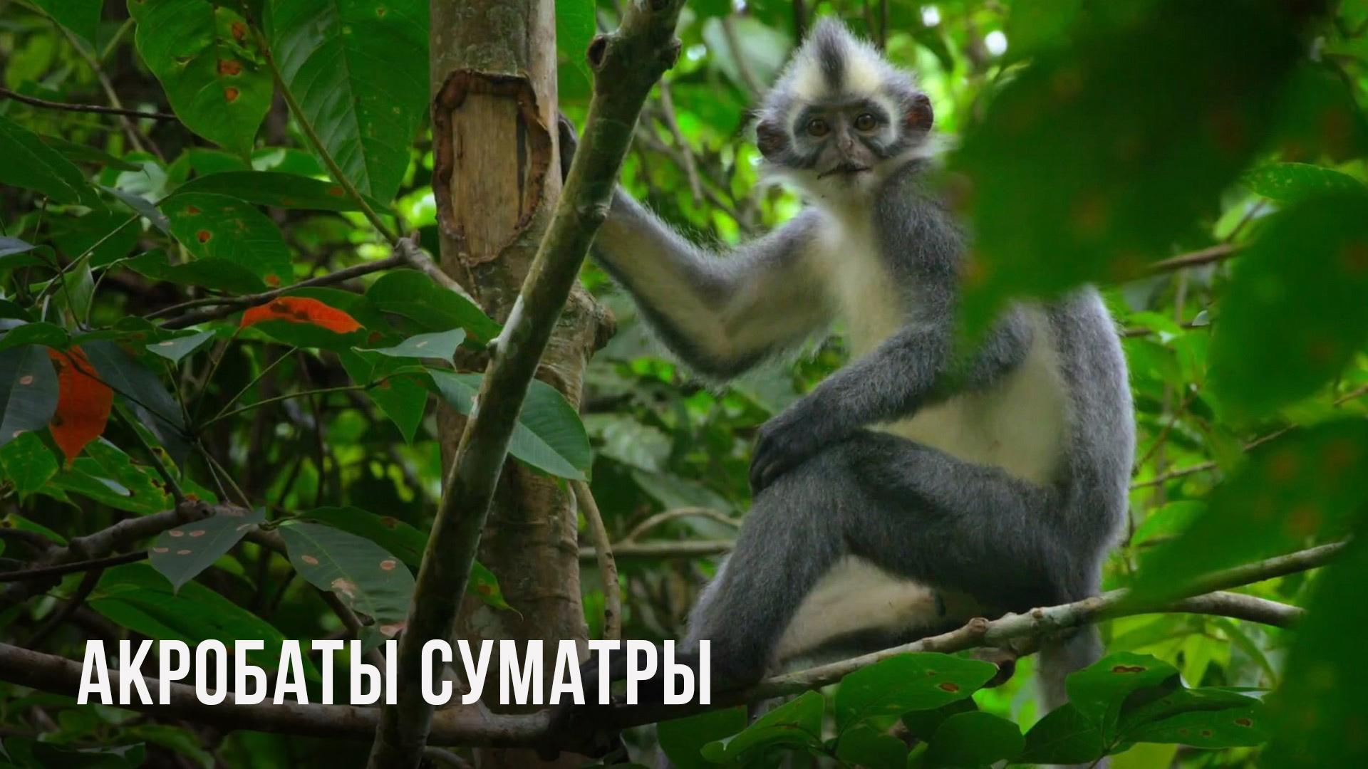 Акробаты Суматры