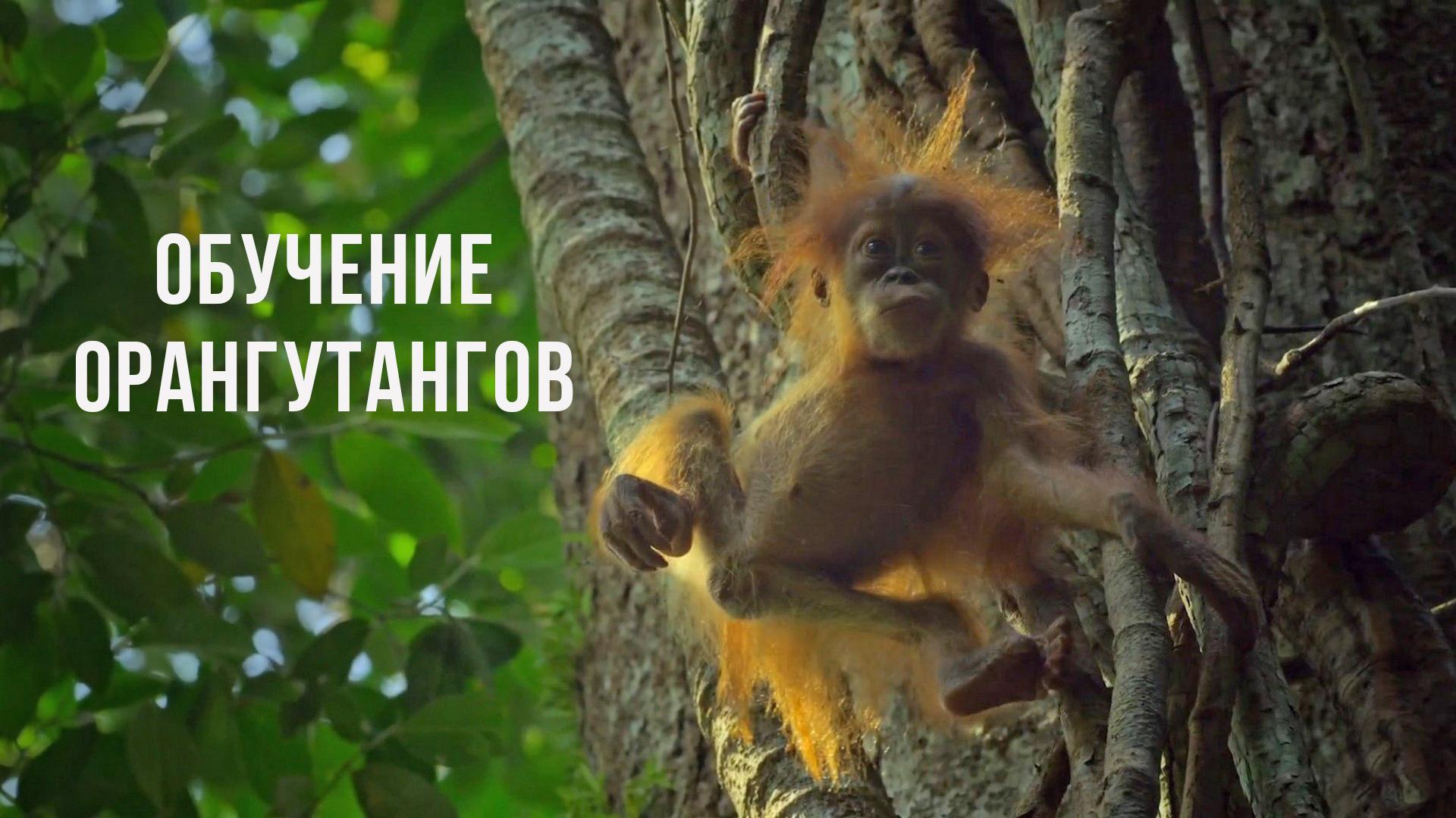 Обучение орангутангов