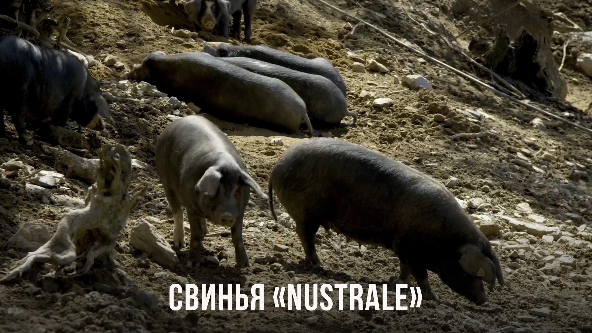 Свинья "Nustrale"