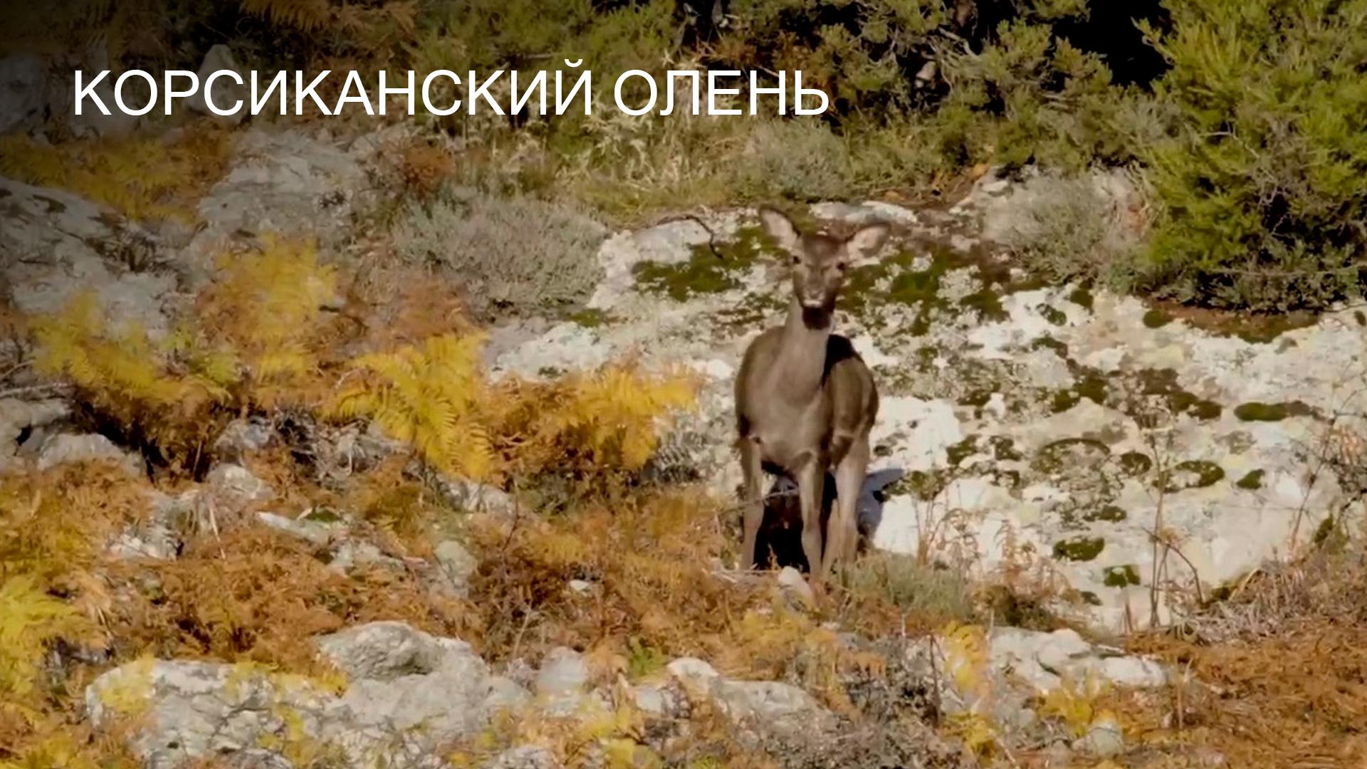 Корсиканский олень