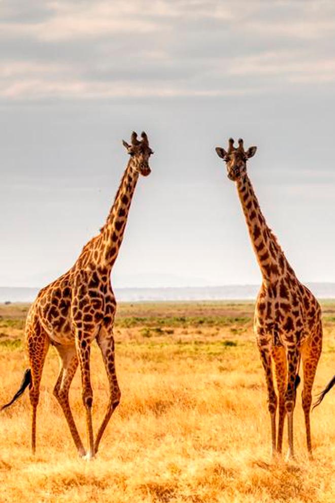 Африка. Крупные представители