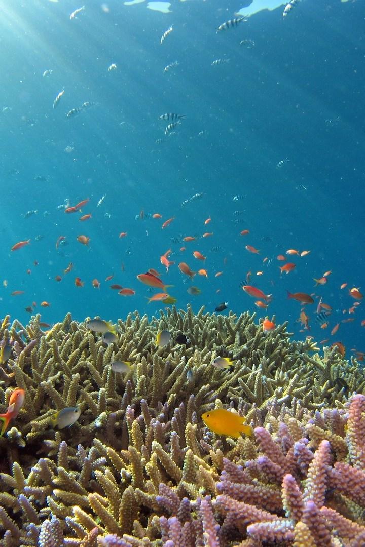 Сокровище подводного биоразнообразия