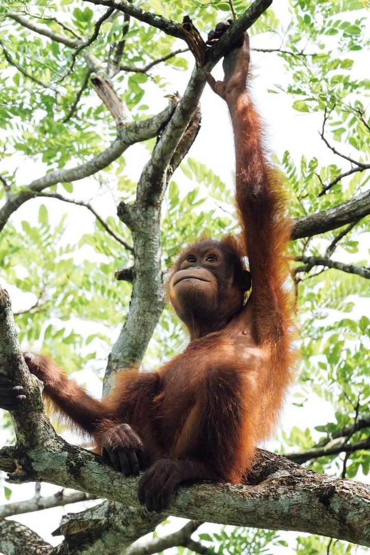 Медитация орангутана