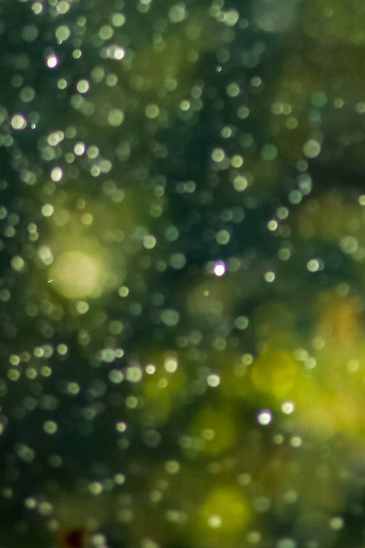 Хрупкие драгоценности природы