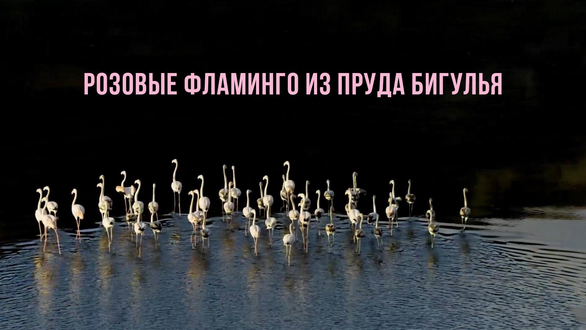 Розовые фламинго из пруда Бигулья