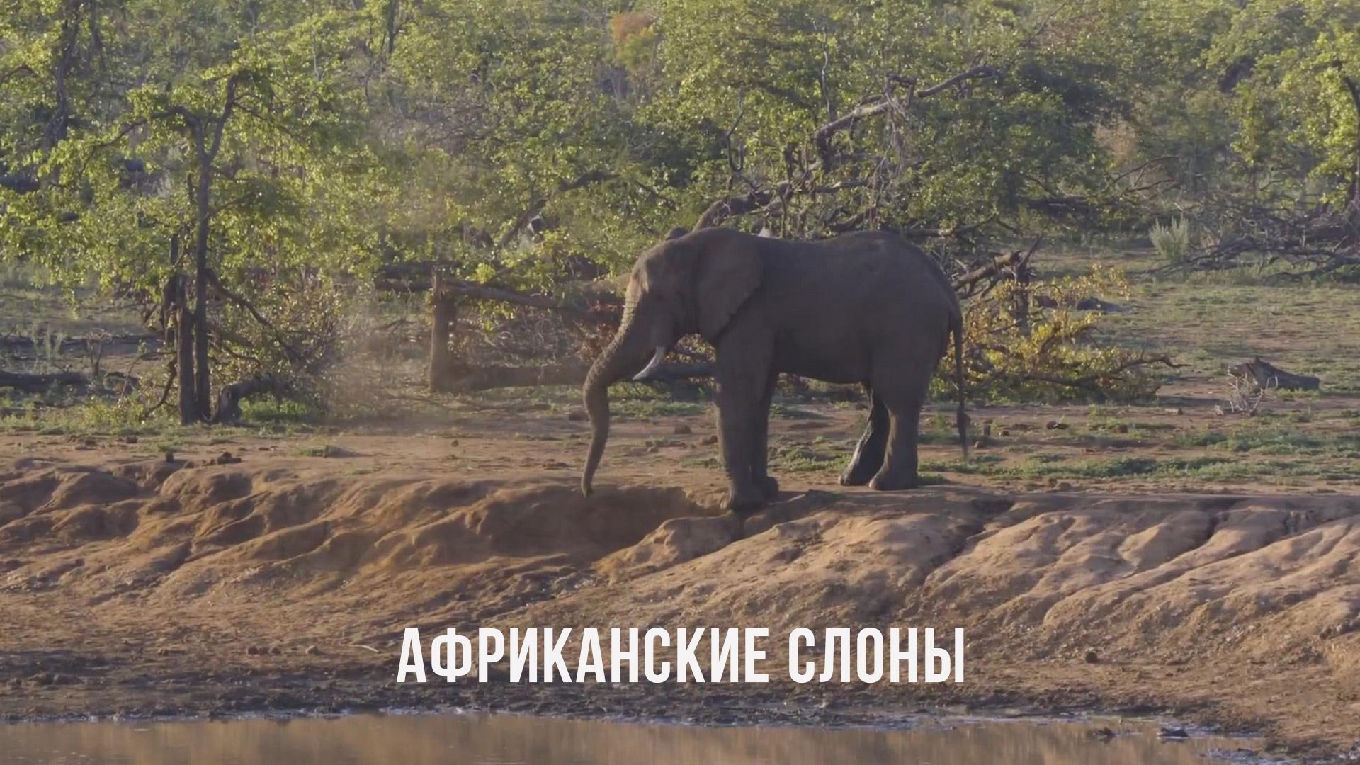 Африканские слоны