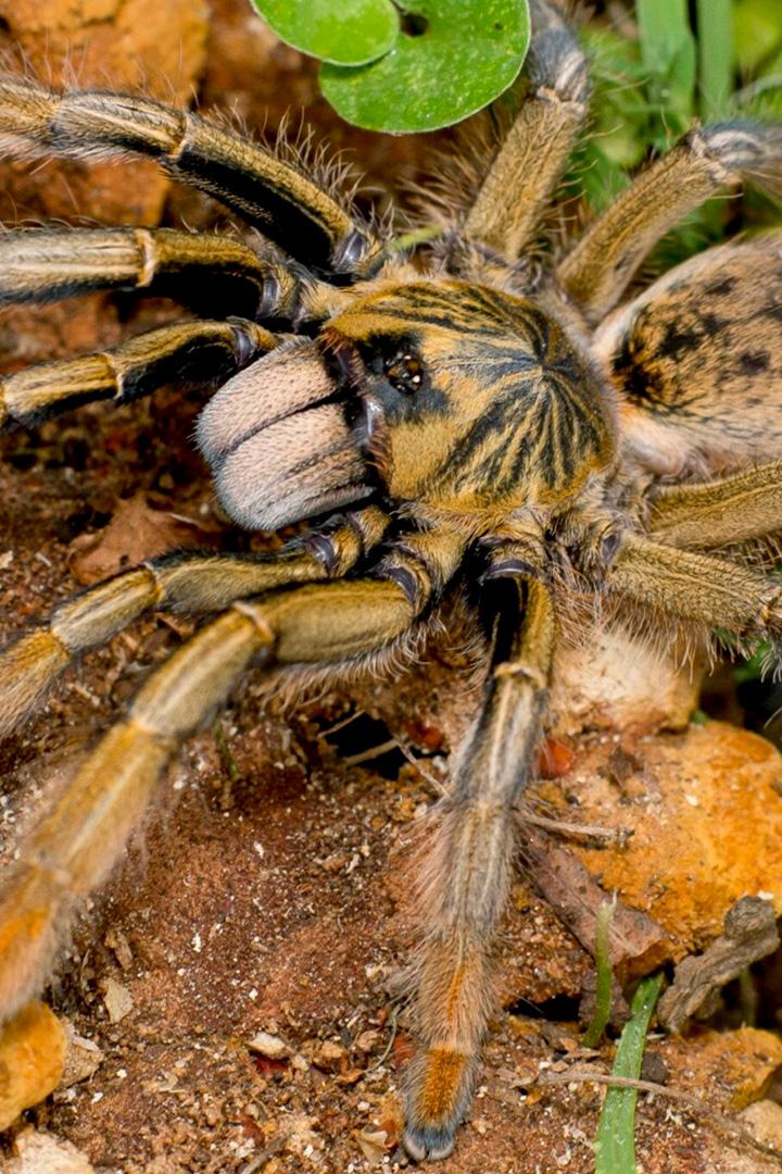 Паук-бабуин