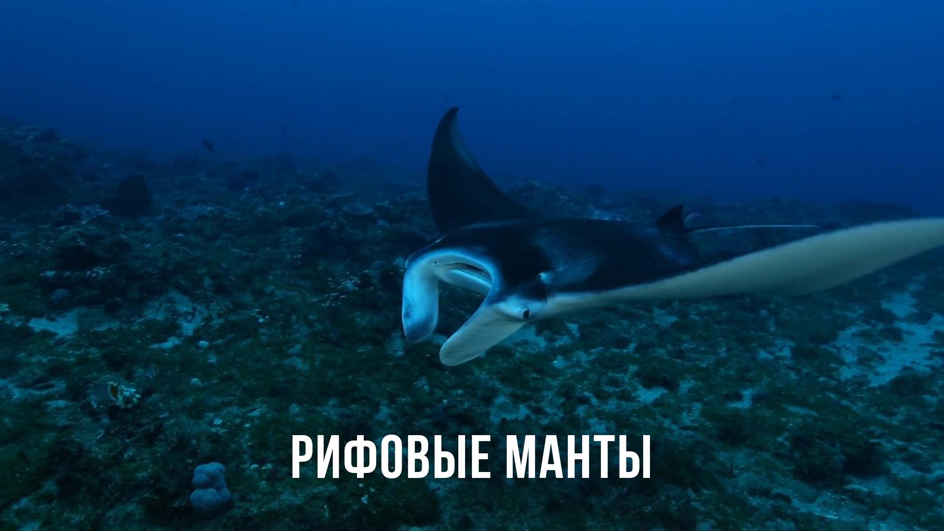 Рифовые манты