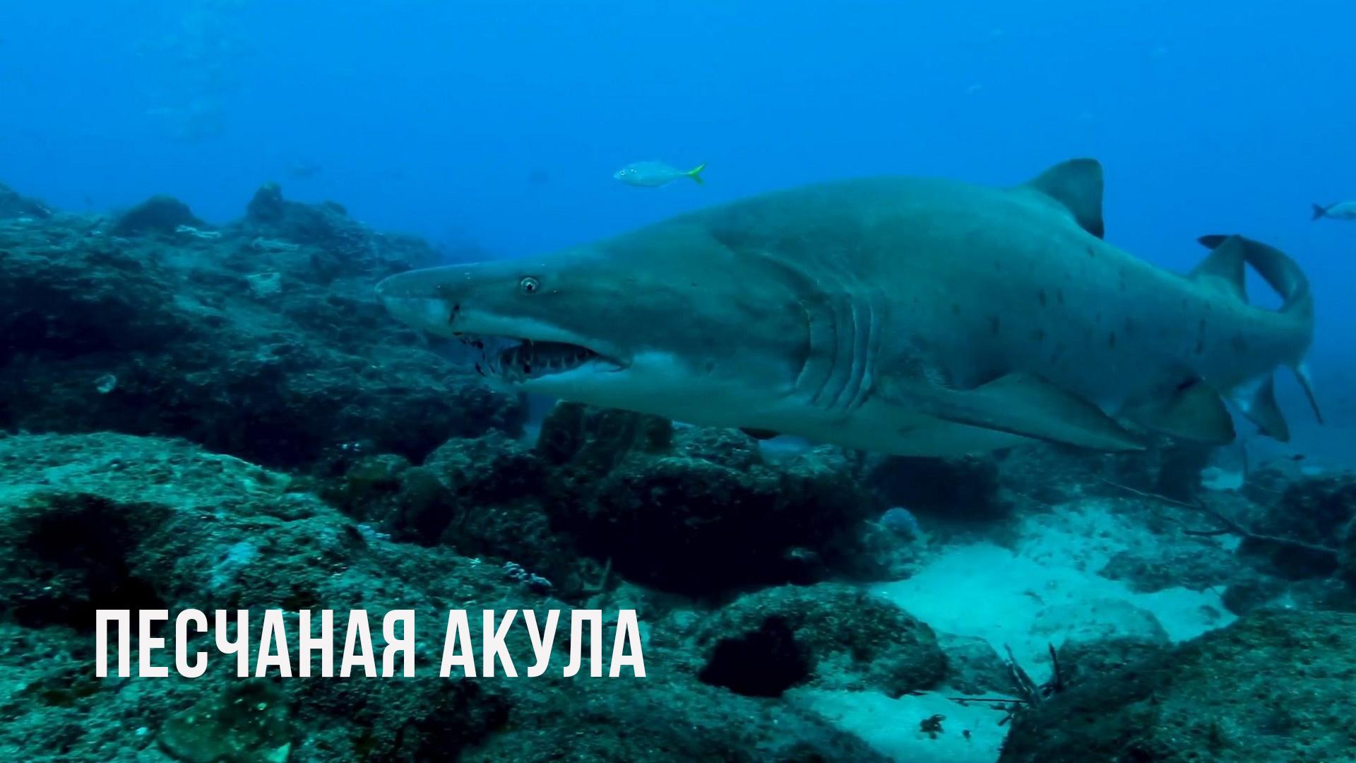 Песчаная акула