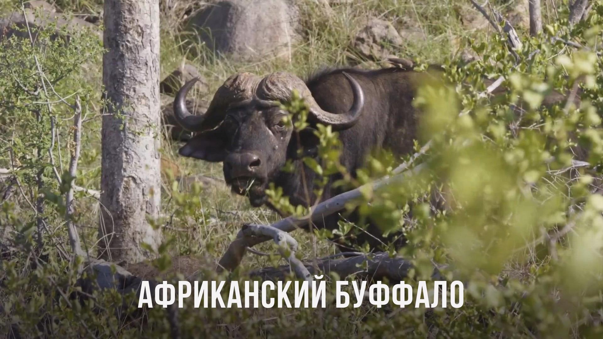 Африканский буффало