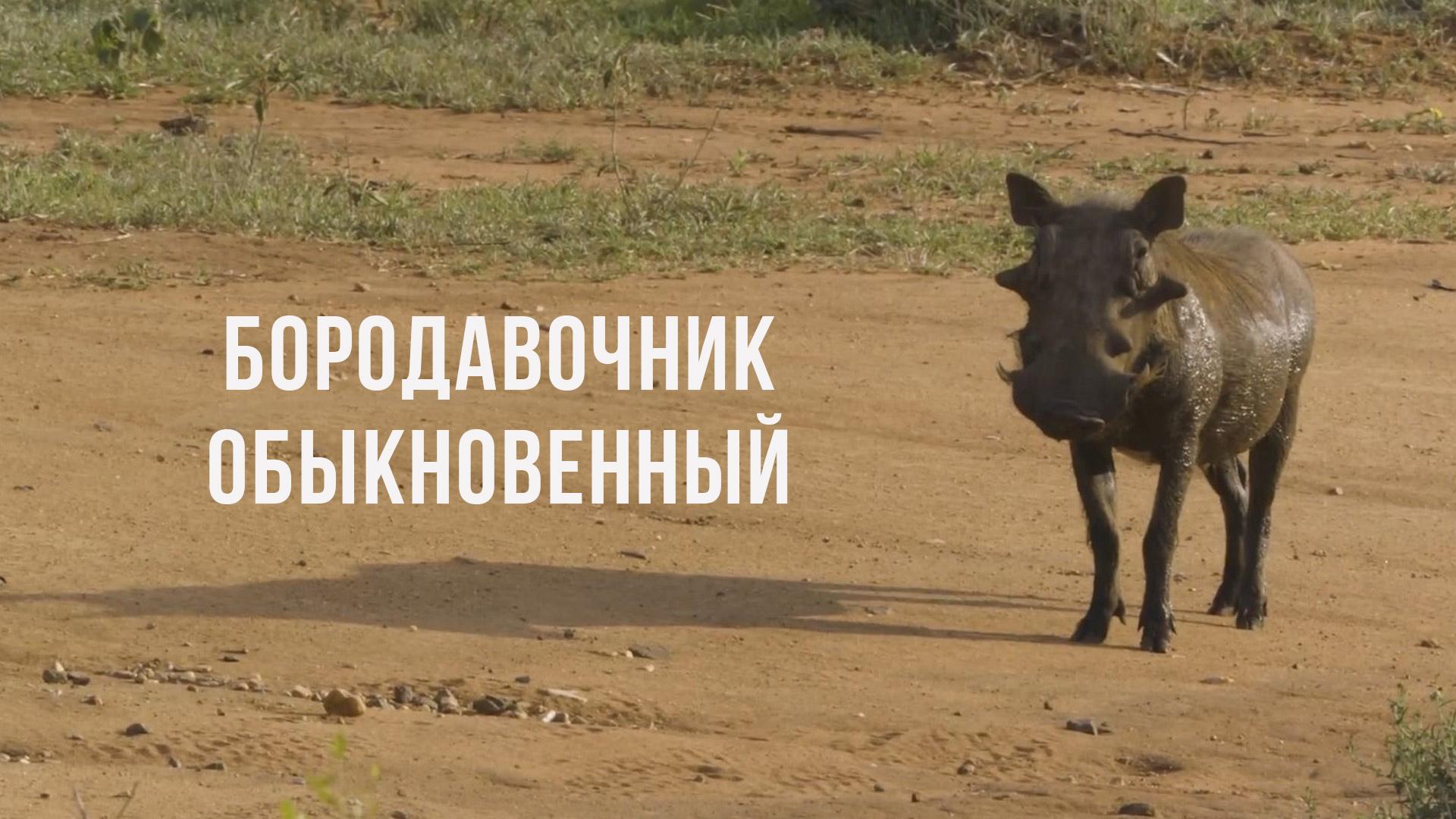 Бородавочник обыкновенный