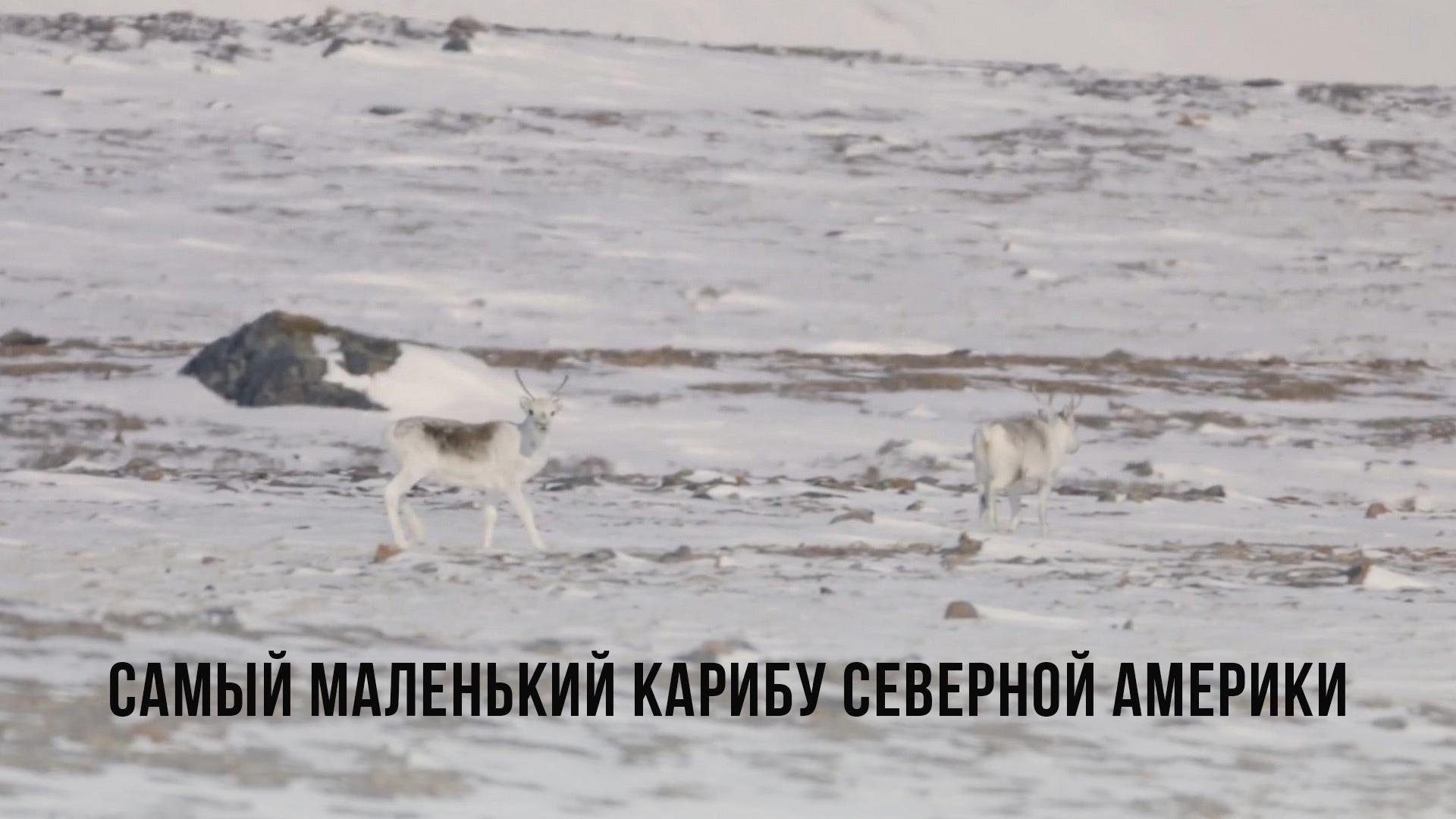 Самый маленький карибу Северной Америки