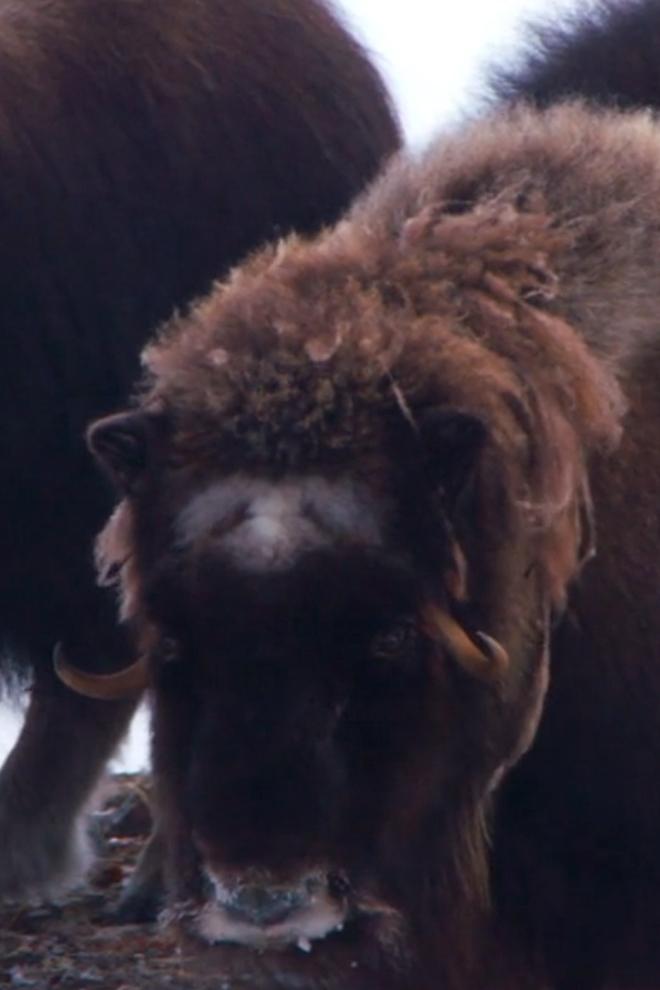 Арктический "бородач", морозостойкий вид