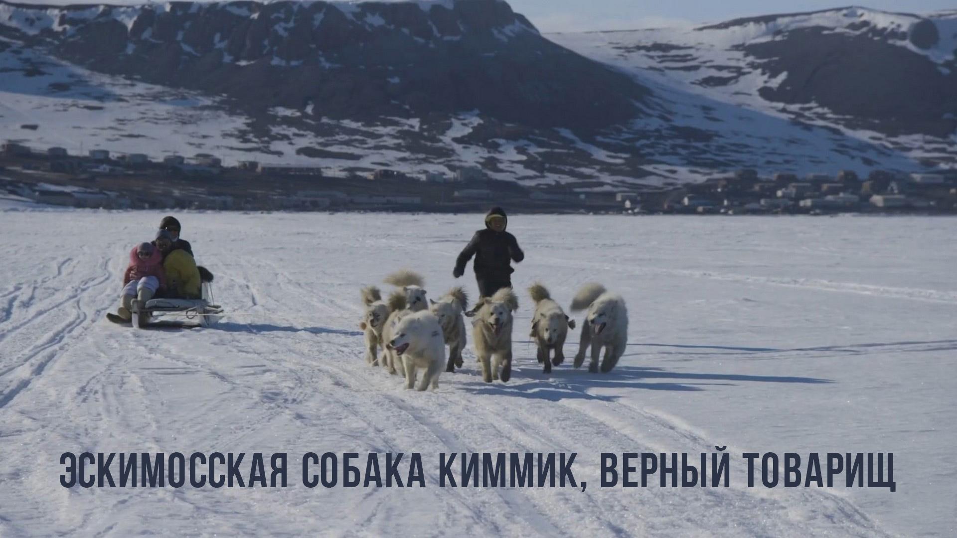 Эскимосская собака киммик, верный товарищ