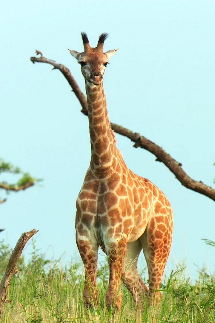 Сердце саванны