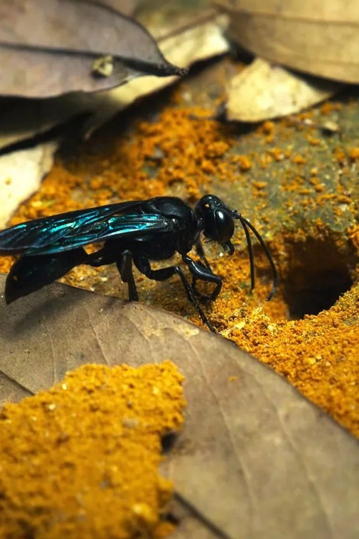 Ключевые участники экосистемы Индонезии