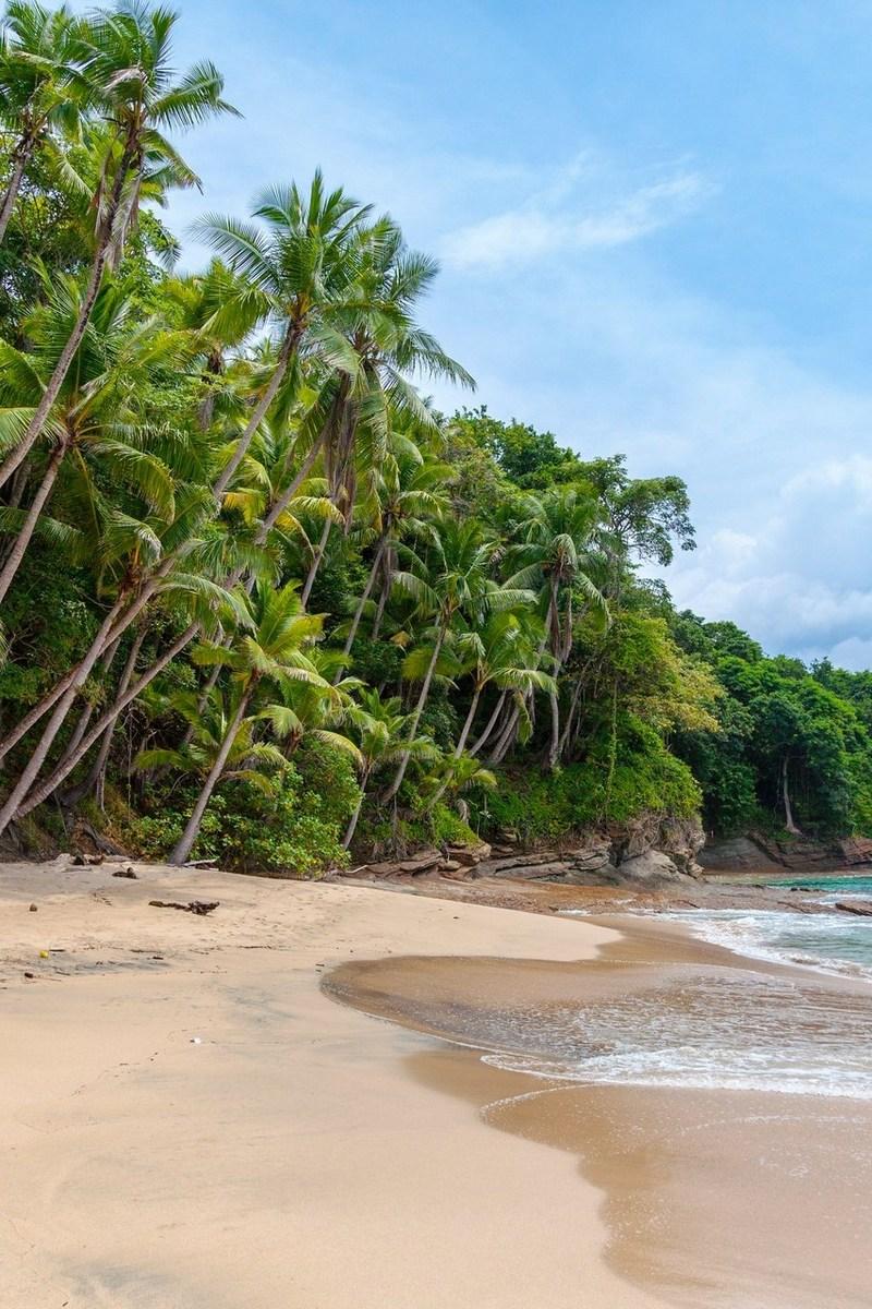 Фауна Мартиники