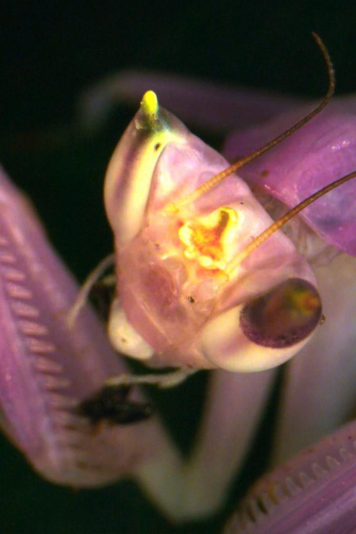 Секрет орхидейного богомола. Индонезия