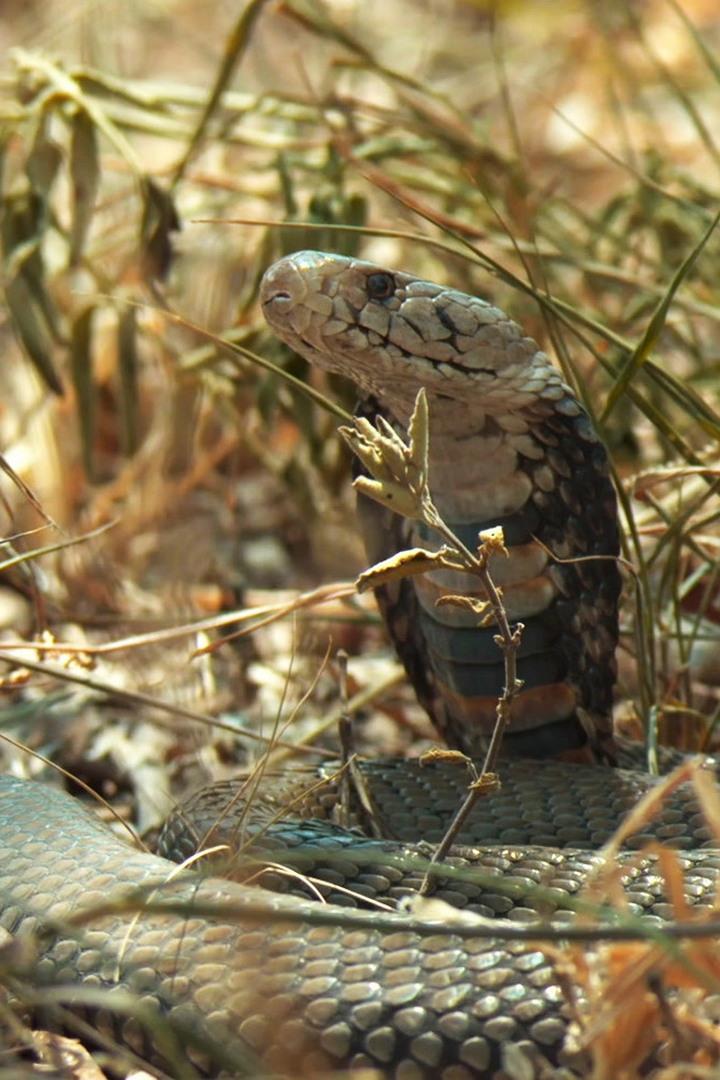 Сто пятьдесят видов змей
