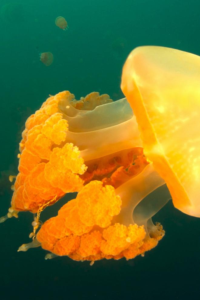 Уникальная медуза. Западное Папуа