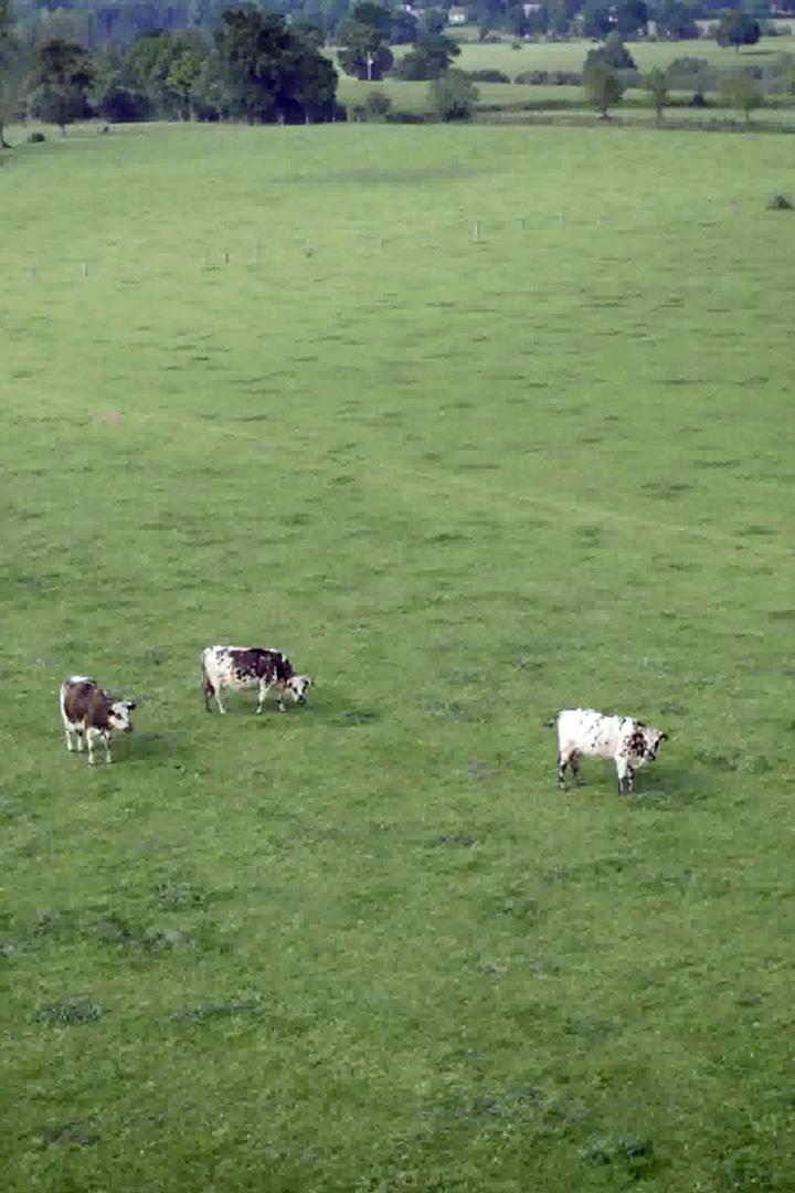 Нормандские коровы