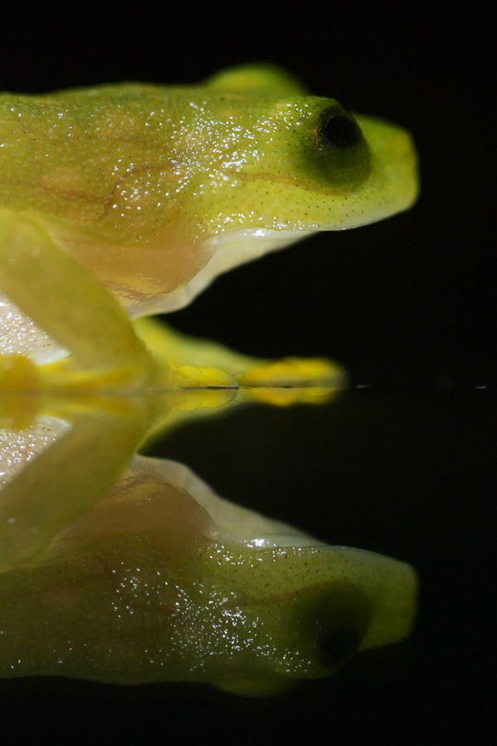Стеклянная лягушка. Гондурас