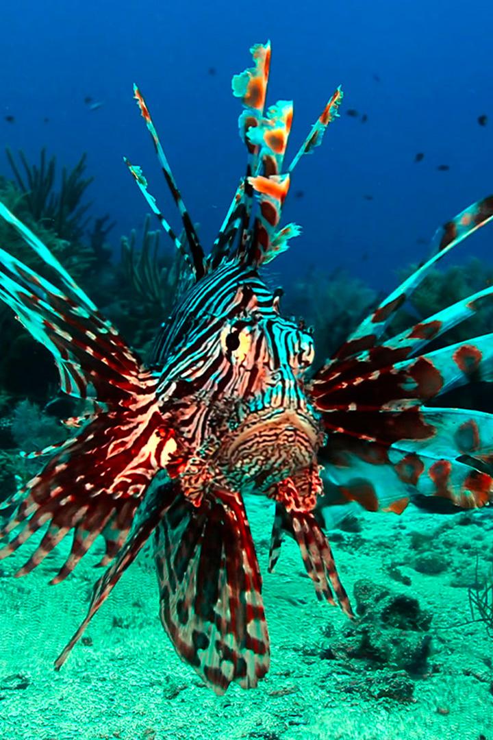 Крылатки. Гондурас