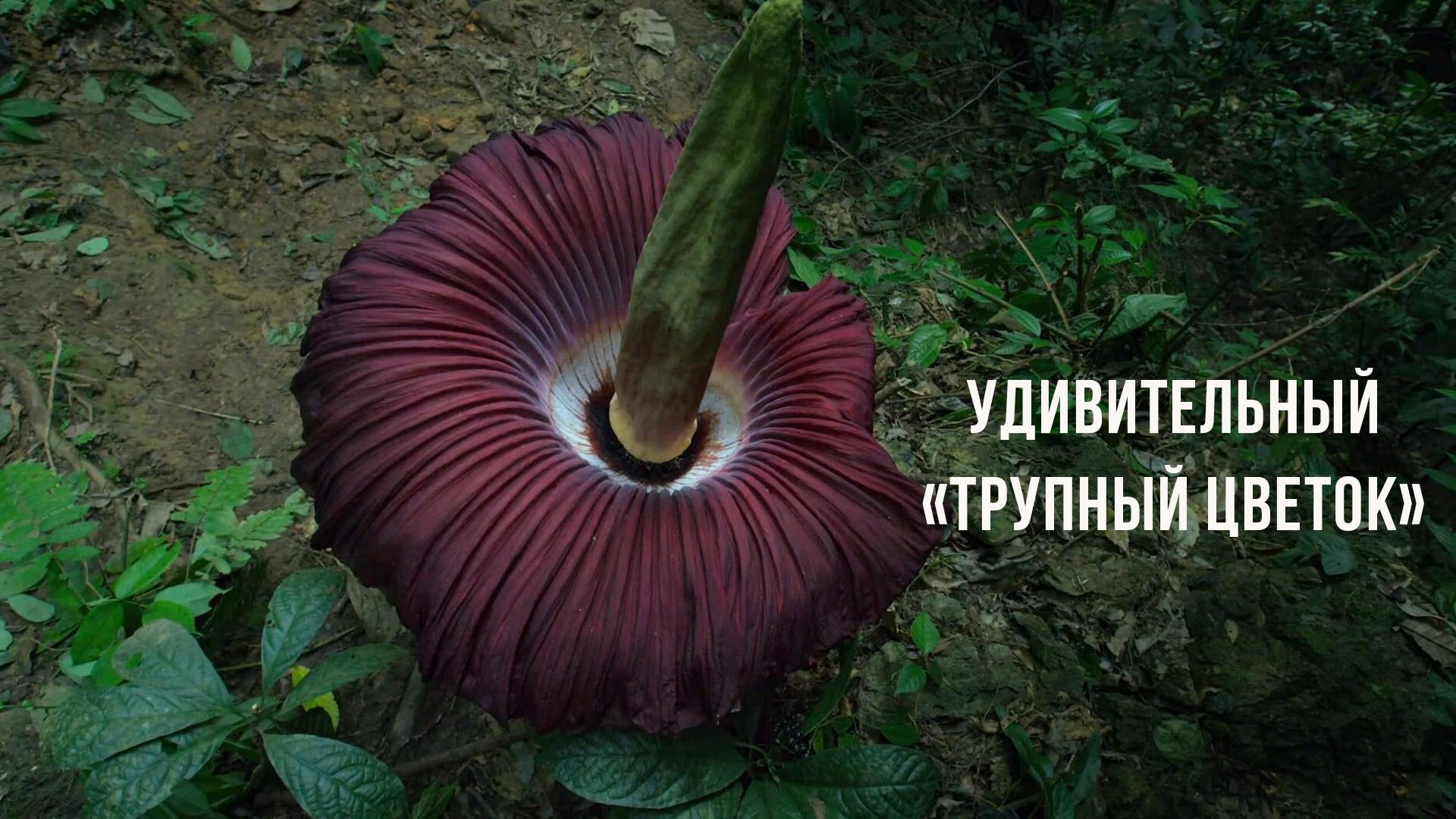 Удивительный "трупный цветок"