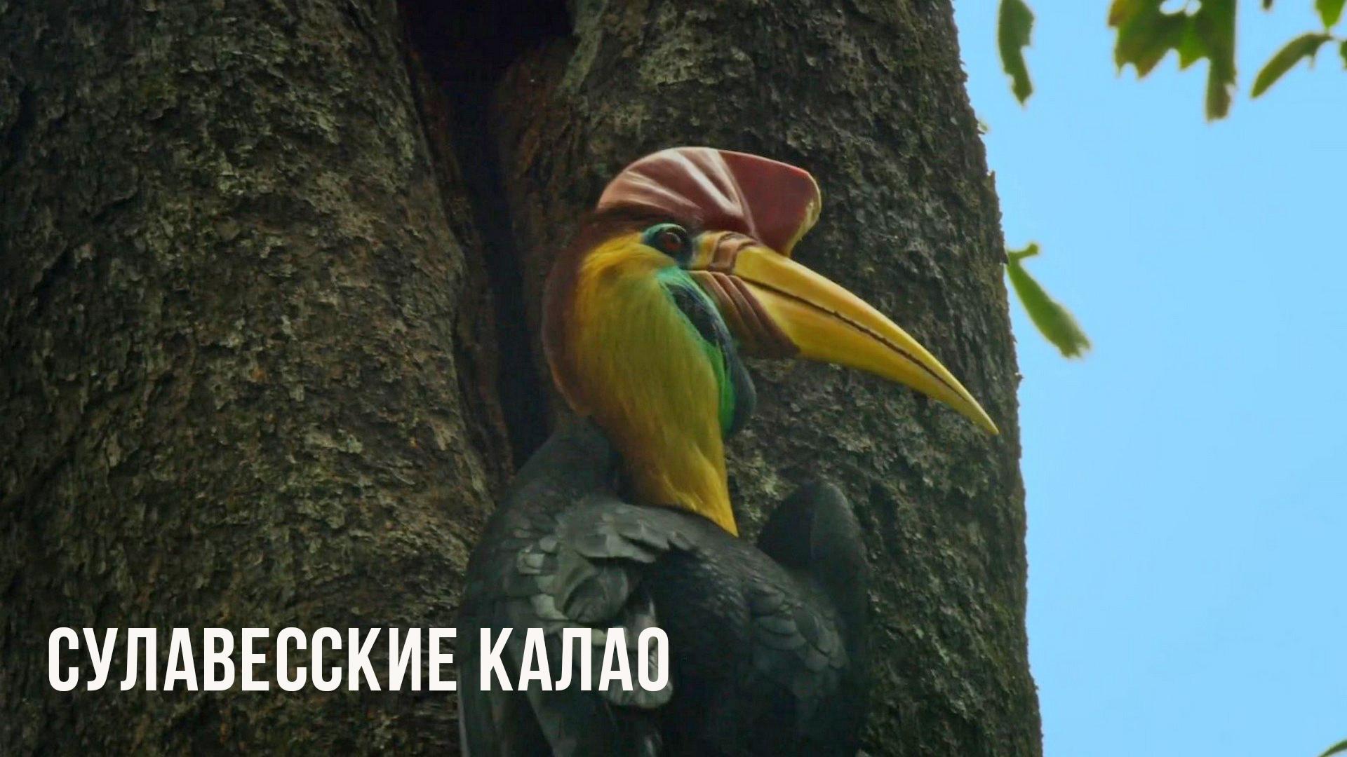 Сулавесские калао