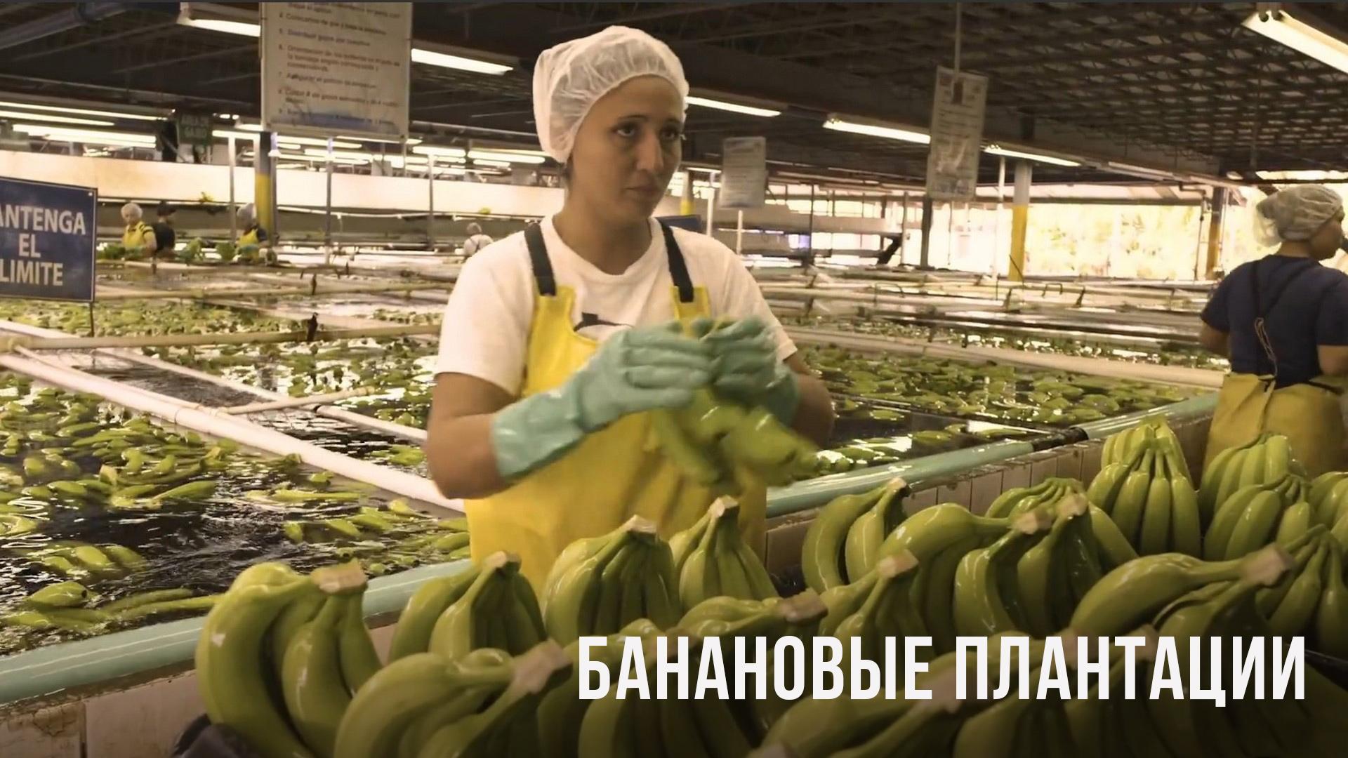Банановые плантации