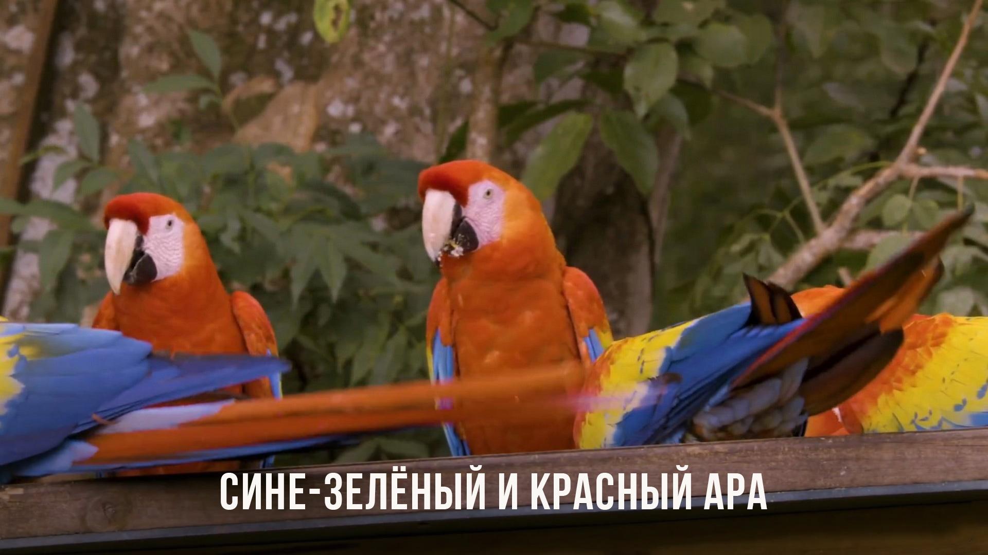 Сине-зелёный и красный ара