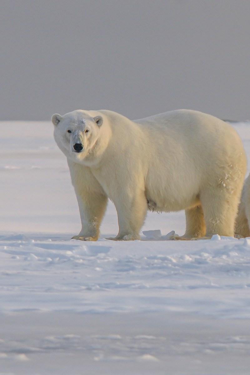 Медведи cевера Тихого океана