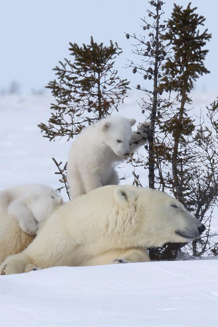 Самое мощное плотоядное животное на Земле